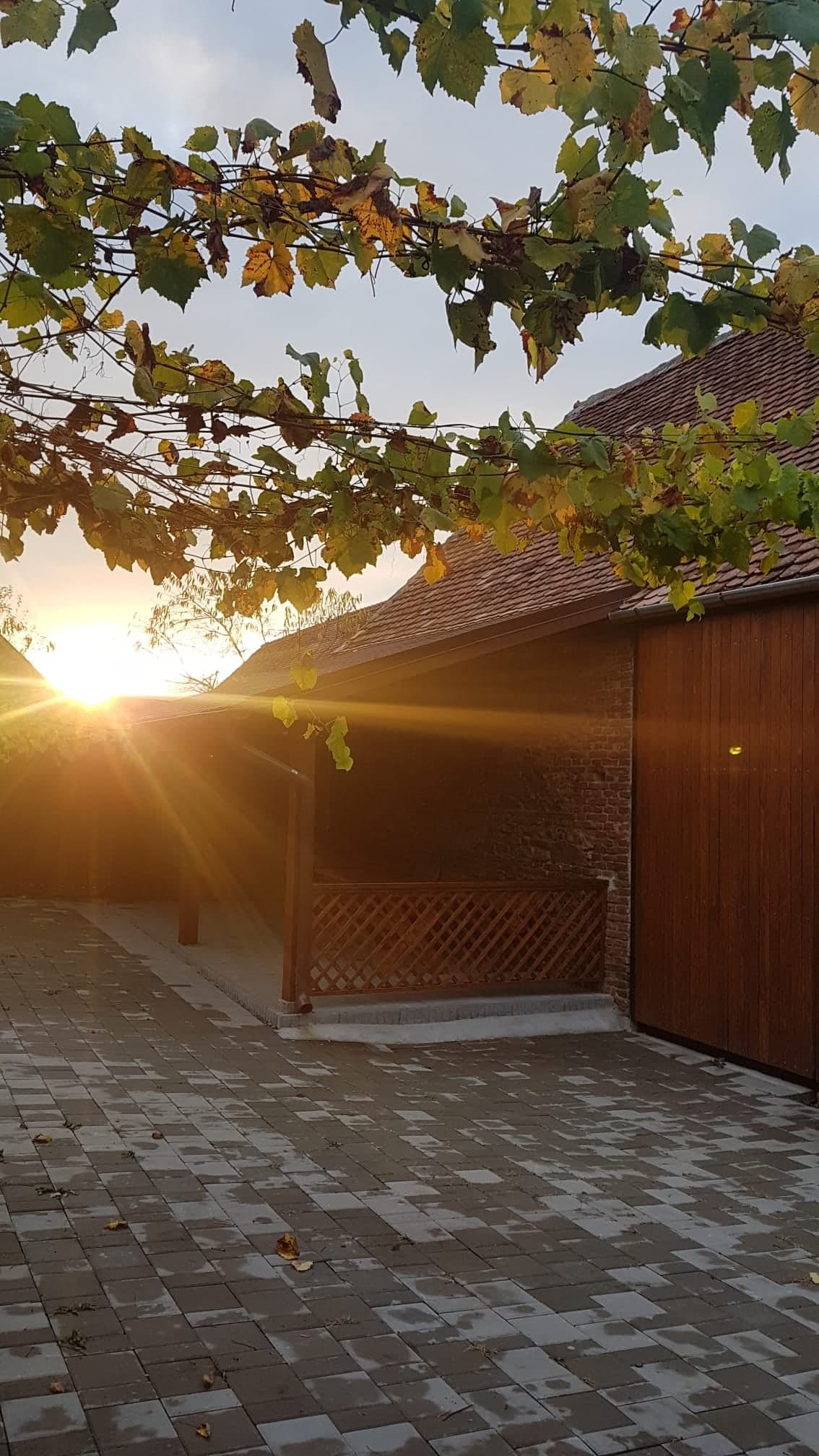 Curtea la apus, sub vița-de-vie, cu foișorul și o anexă din lemn